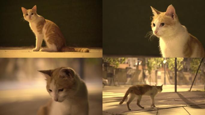 夜晚街边流浪猫