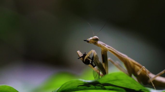 昆虫捕食螳螂捕食