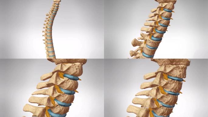 医学人体骨骼关节颈椎骨质疏松
