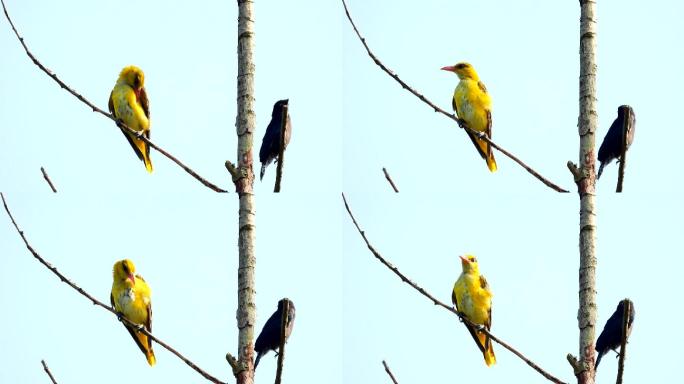鸟类视频素材，黄鹂鸟黑卷尾