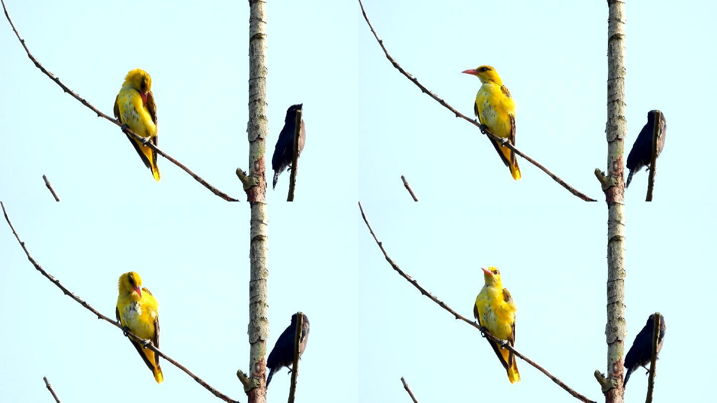 鸟类视频素材，黄鹂鸟黑卷尾