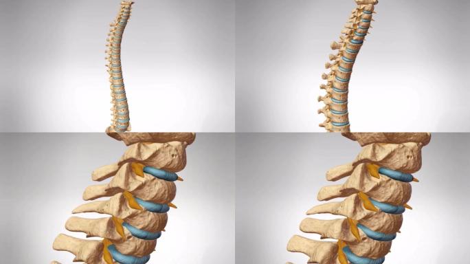医学人体骨骼脊柱颈椎三维动画