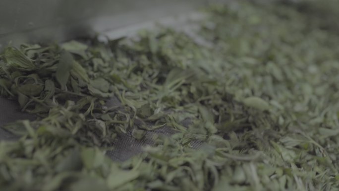 制茶生产茶叶加工