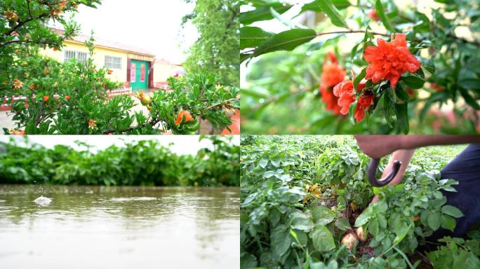 新农村下雨石榴花土豆地