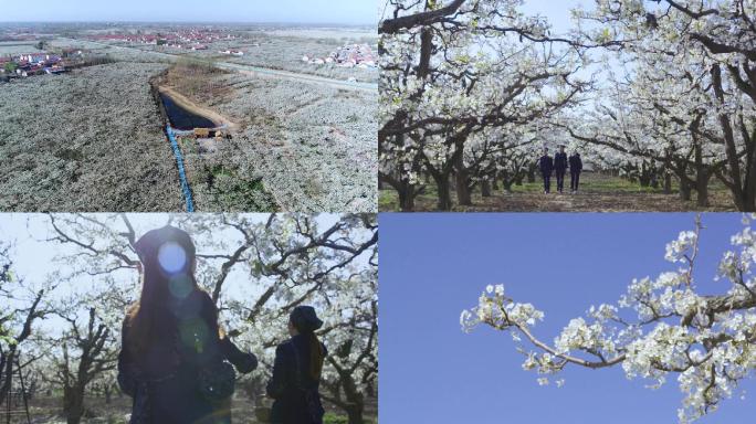 梨花文化梨园鉴赏梨花