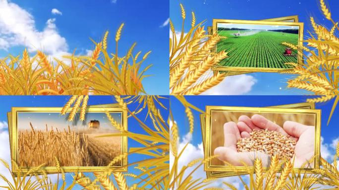 大气震撼生态农业金色麦子珍惜粮食相册模板