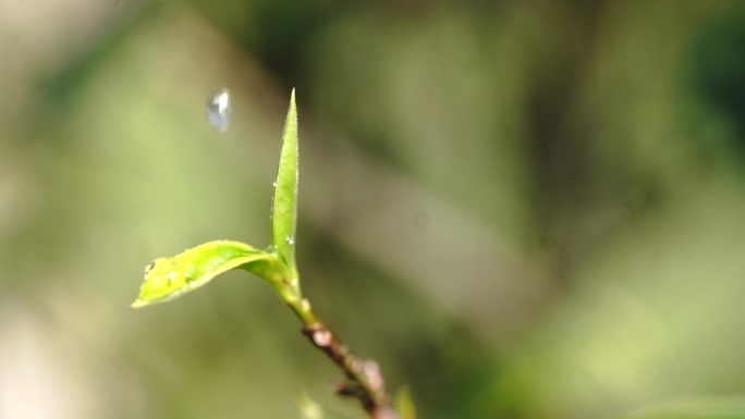 茶树茶叶绿茶茶山茶园野生芽尖