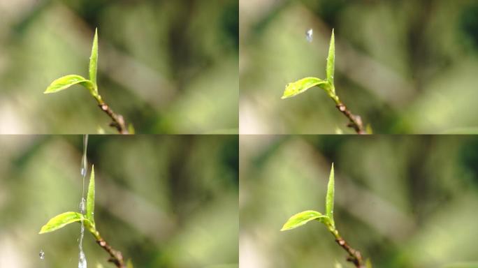 茶树茶叶绿茶茶山茶园野生芽尖