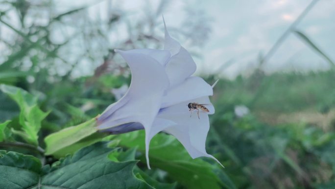 曼陀罗药材曼陀罗花曼陀罗籽花朵