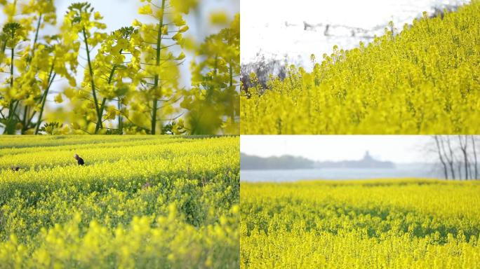 地面高清实拍油菜花特写  乡村振兴