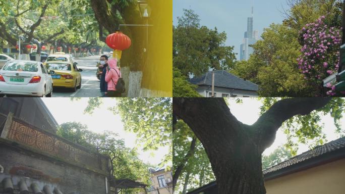 夏天城市街道人文南京蔷薇