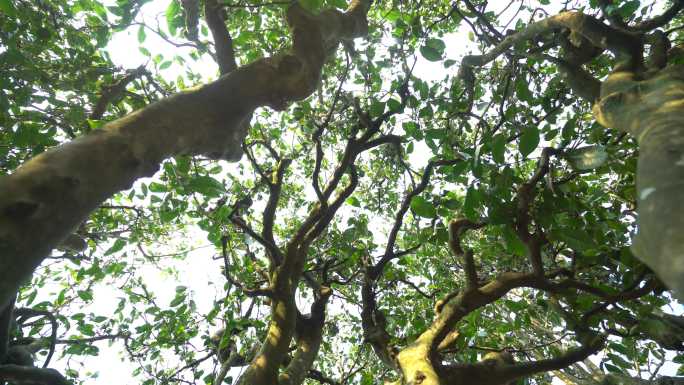 古茶树茶林茶园环境生态发源地