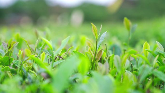 日照绿茶茶园实拍素材