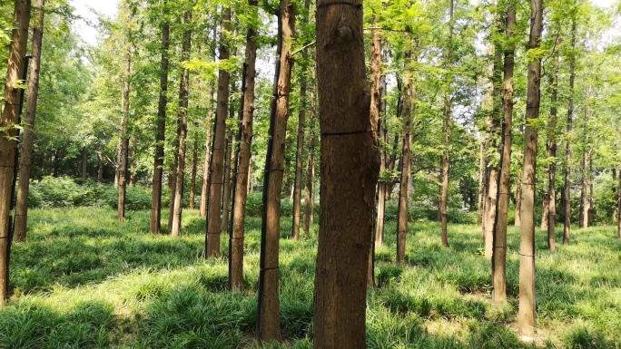 城市公园松林景观