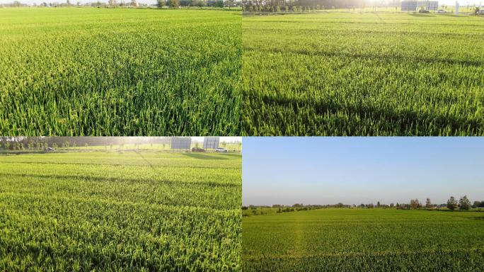 航拍农村稻田田园风光