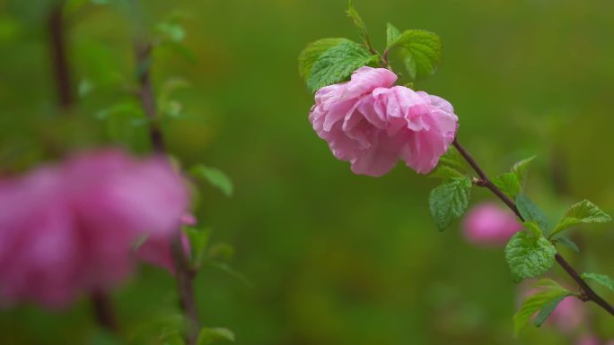 雨后的榆叶梅