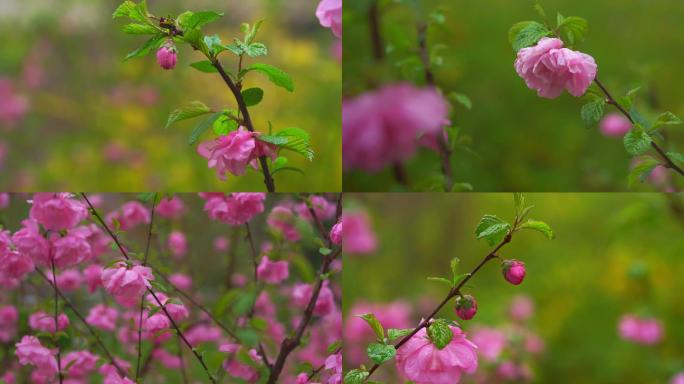 雨后的榆叶梅