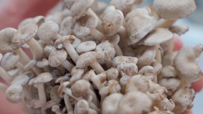 菌子蘑菇石柱特产菌子