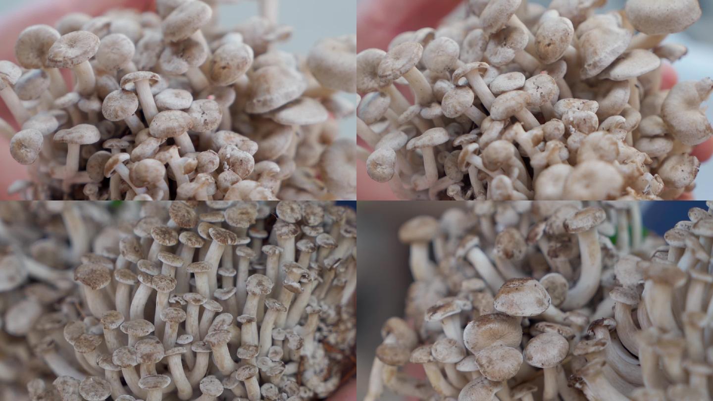 菌子蘑菇石柱特产菌子