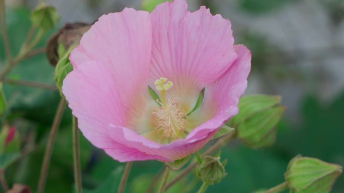 木芙蓉芙蓉花拒霜花木莲地芙蓉