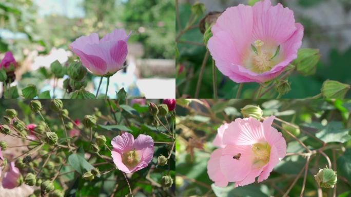 木芙蓉芙蓉花拒霜花木莲地芙蓉