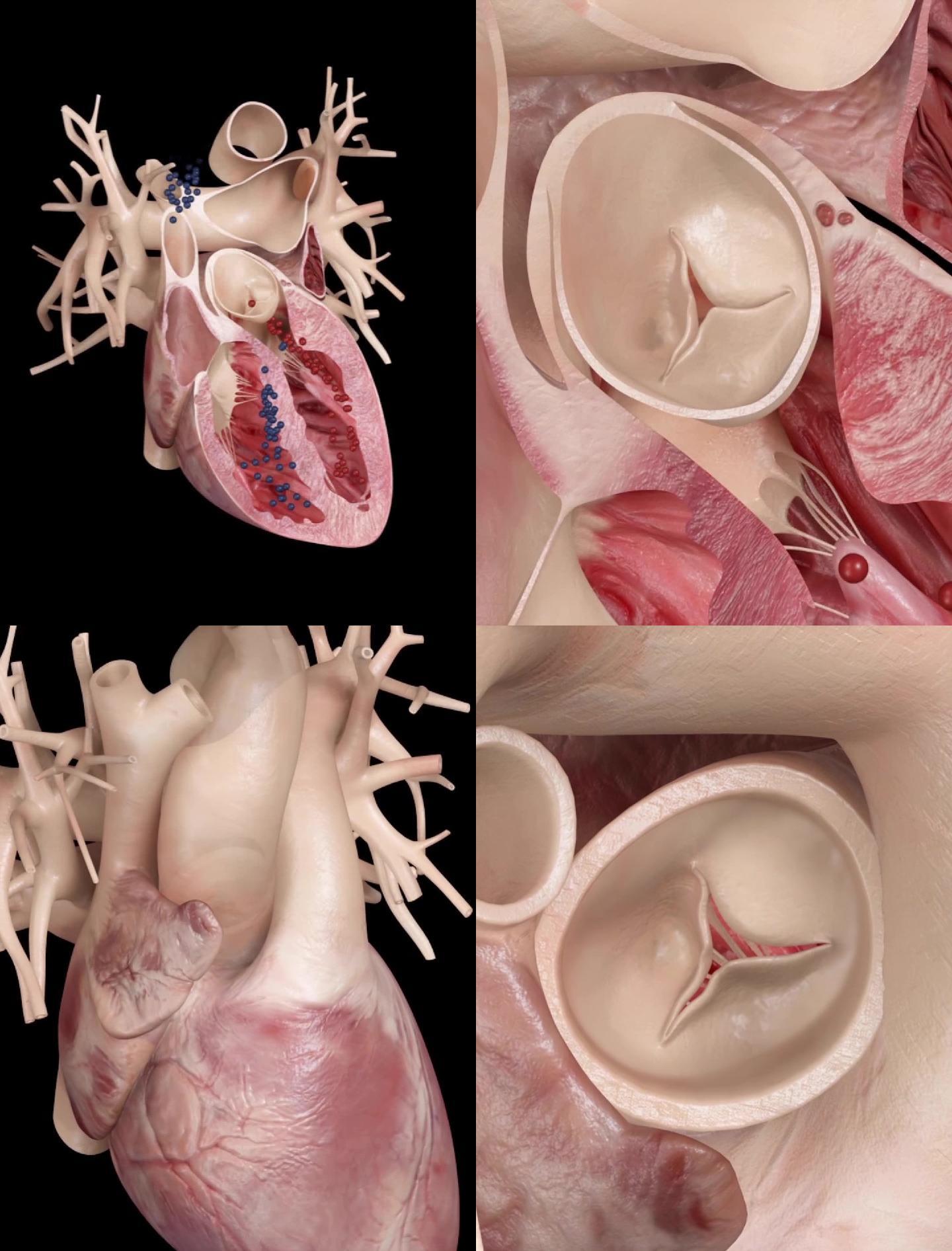 心脏血液循环动画演示