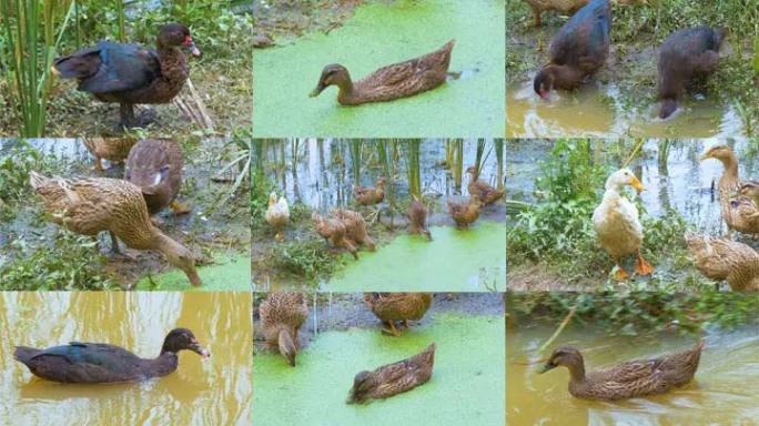 农村池塘散放水鸭子喝水