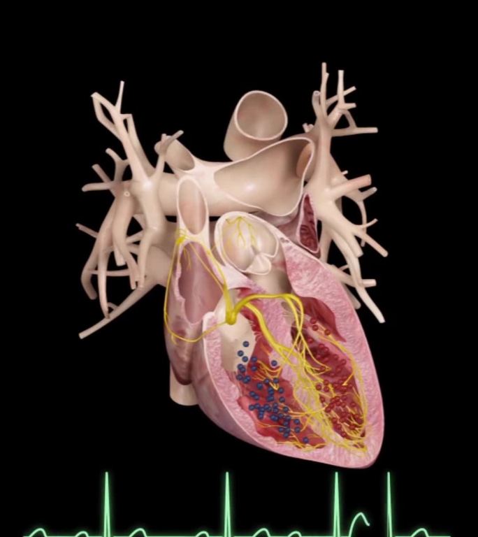 心脏工作原理血液循环心电图动画演示4