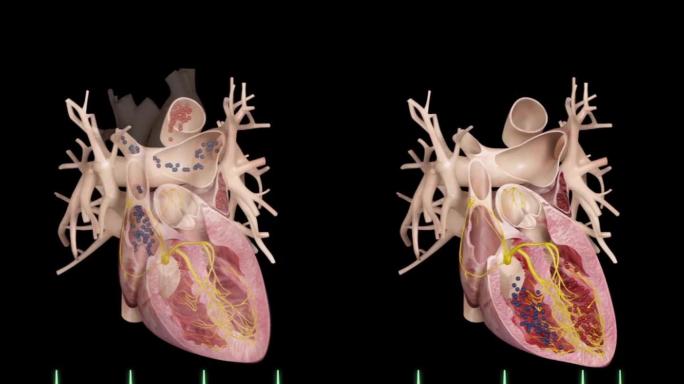 心脏工作原理血液循环心电图动画演示4