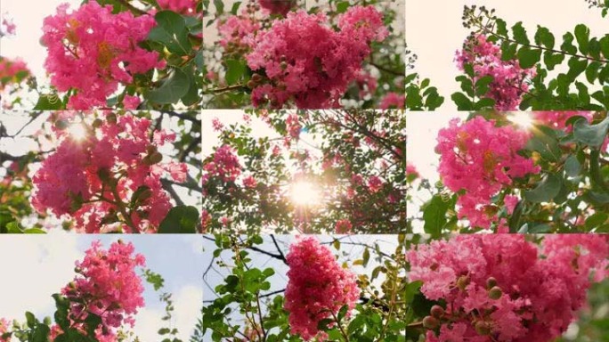 紫薇花-阳光穿过花间29