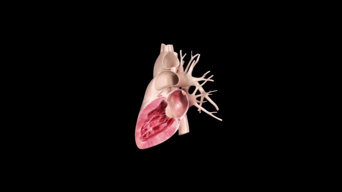 心脏剖面解剖动画