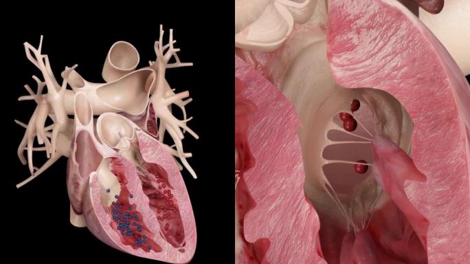 心脏动作原理演示动画