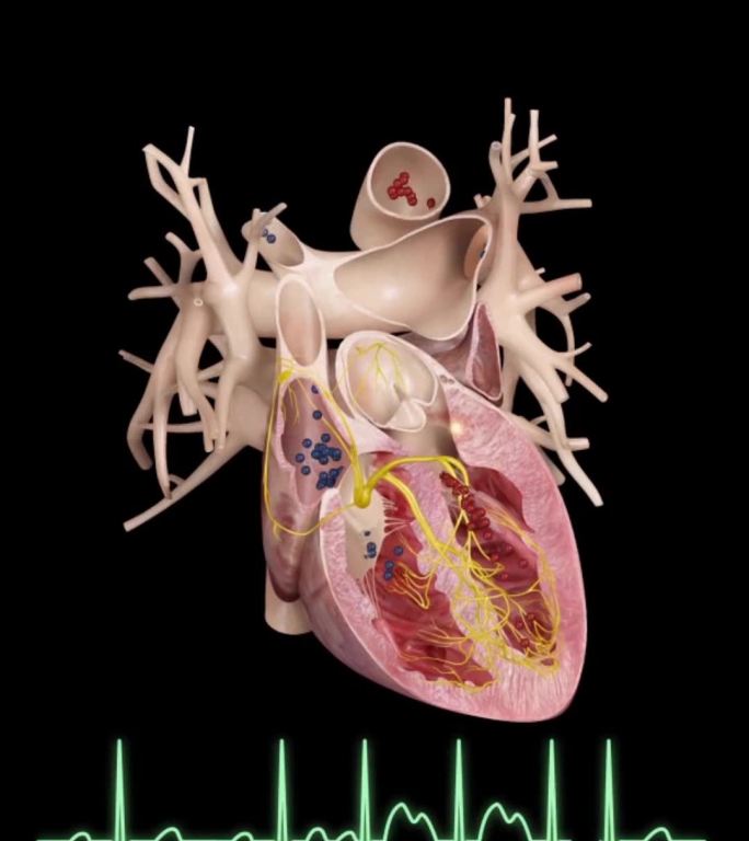 心脏病心脏疾病心脏工作原理心电图演示动画