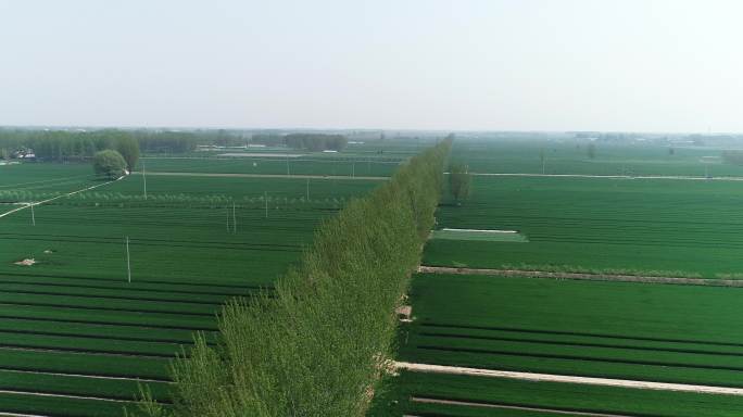 中原绿地河南农业开封小麦示范区沃野千里