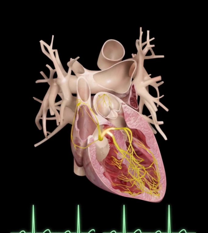 心脏神经工作原理演示动画B