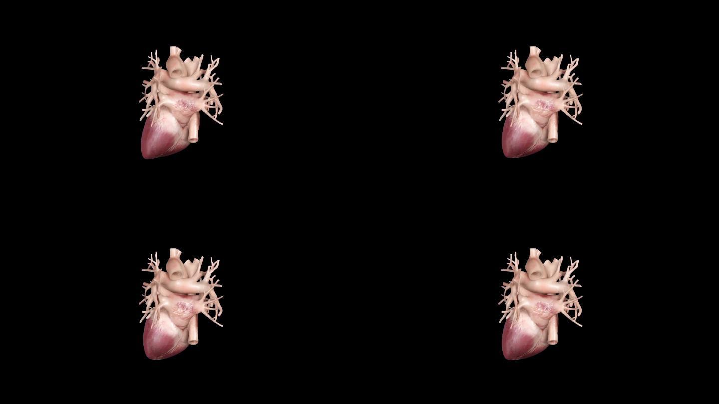 心脏循环动画2