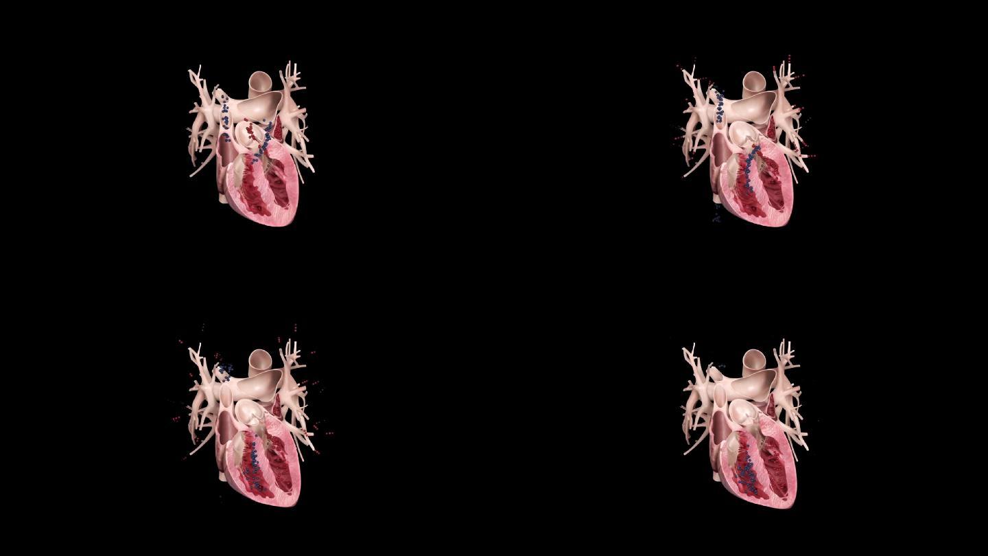 心脏动静脉工作原理泵血演示动画