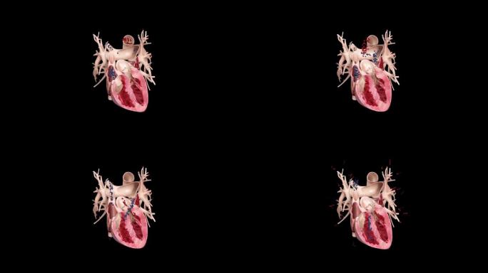 心脏动静脉泵血工作原理演示动画