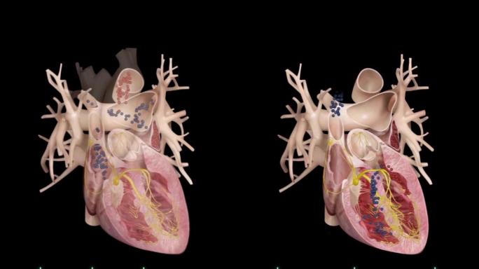 心脏动静脉血液循环原理动画演示