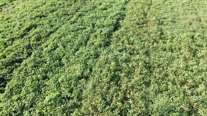 花生种植基地4k航拍