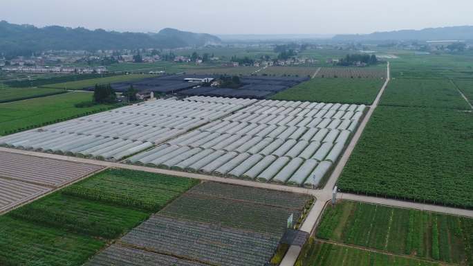 4K蔬菜基地航拍1