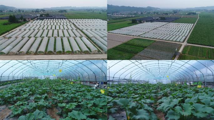 4K蔬菜基地航拍1
