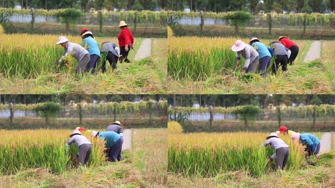 稻田劳作水稻收割视频素材