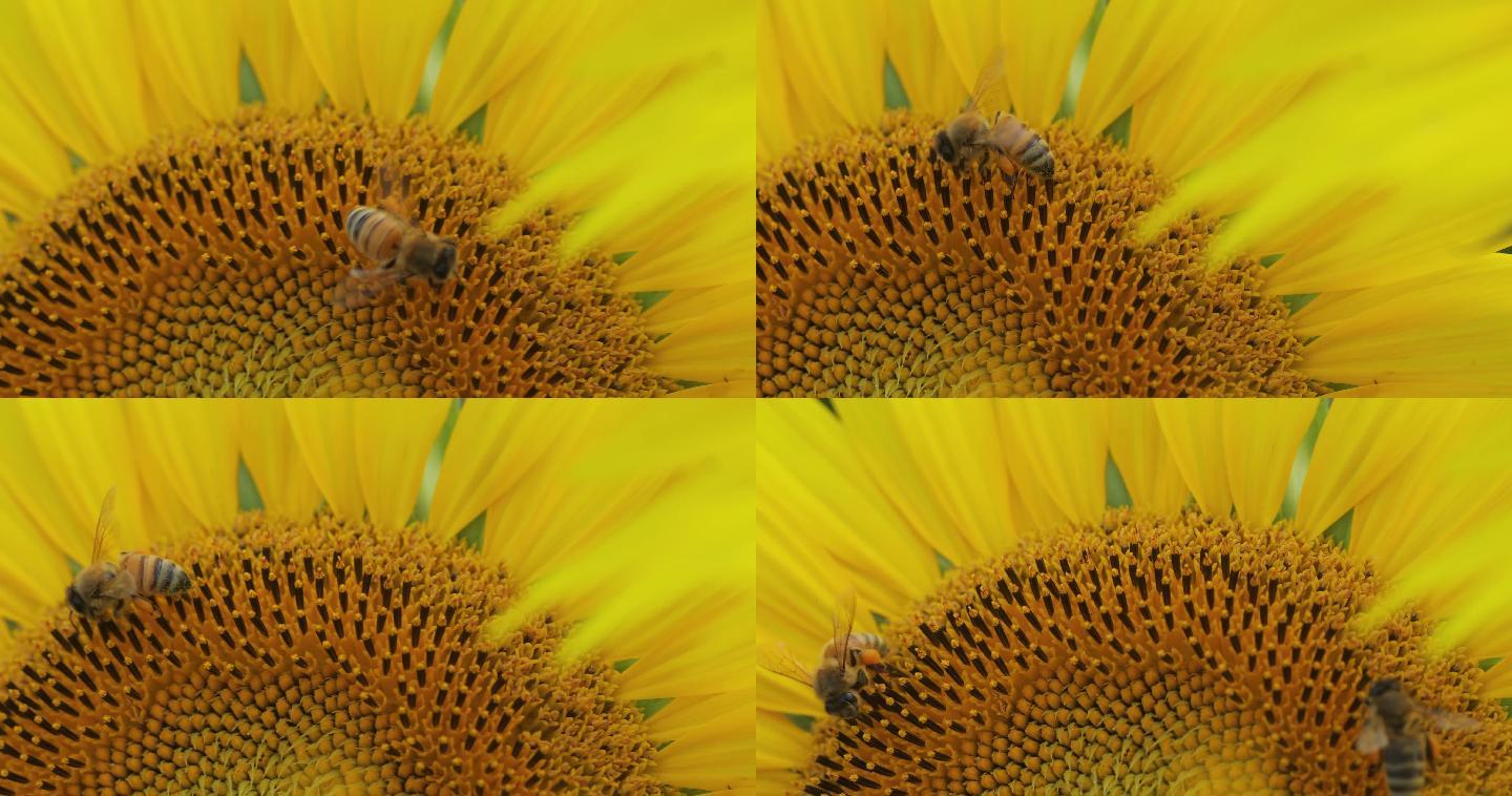 4K蜜蜂在向日葵花朵上采蜜07