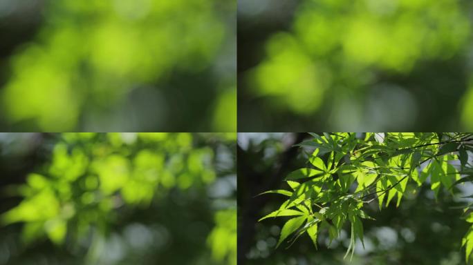 4K阳光斑驳虚实绿色枫叶