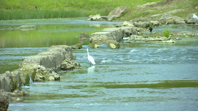 航拍潍河湿地水鸟