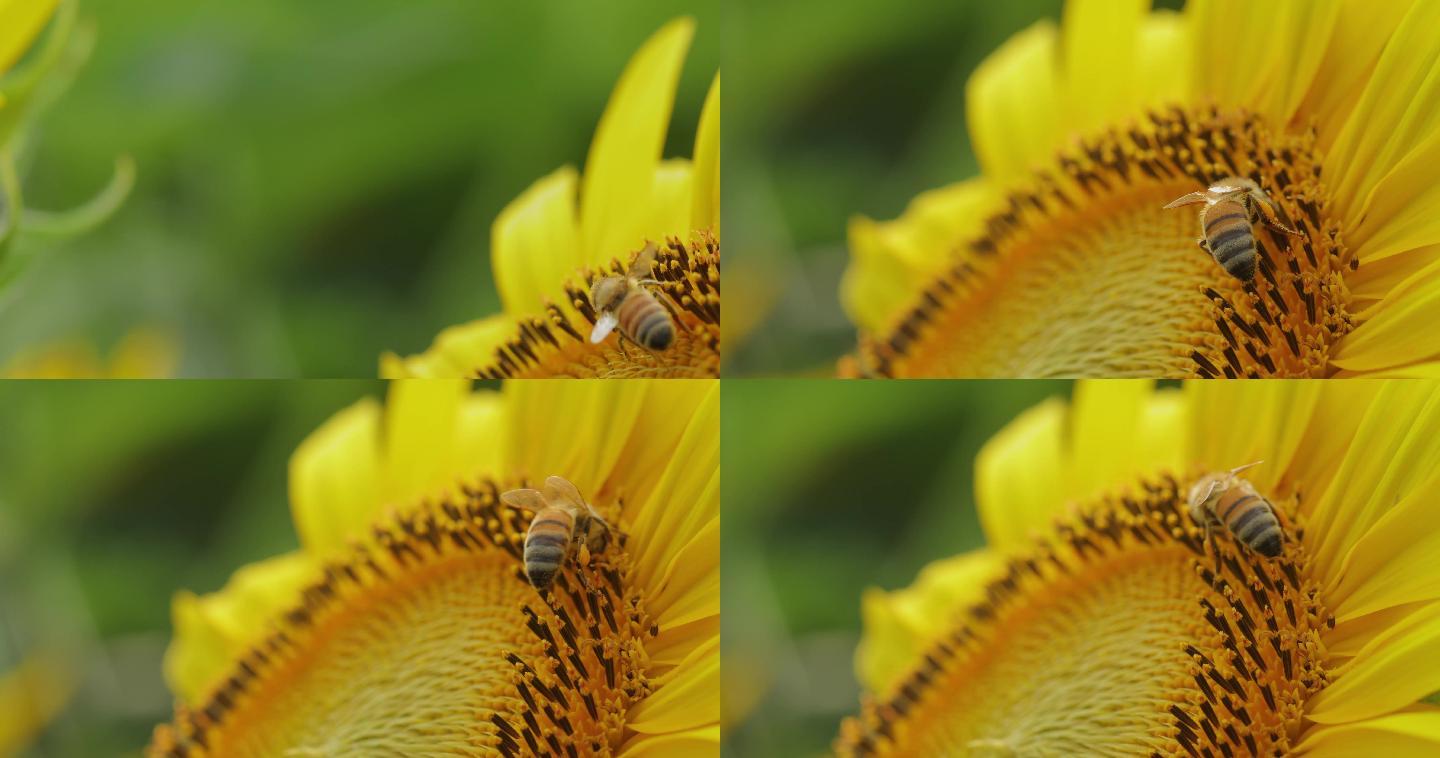 4K蜜蜂在向日葵花朵上采蜜17