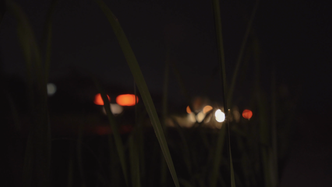 【4K】夜晚汽车经过草丛边