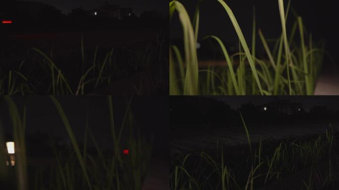 【4K】夜晚汽车经过草丛边