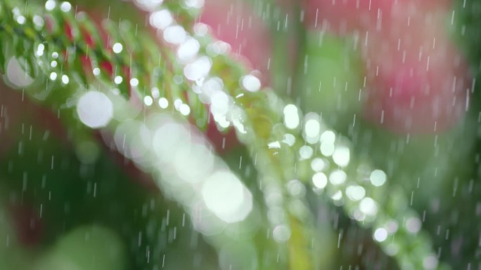 雨中小景